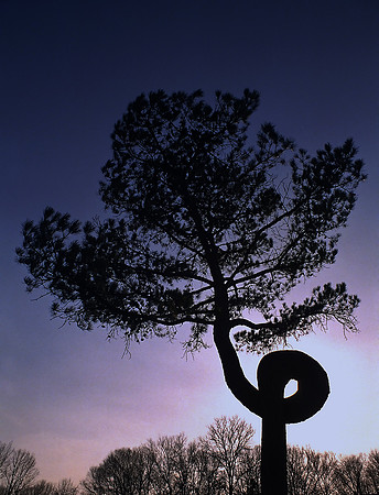 Curly Tree