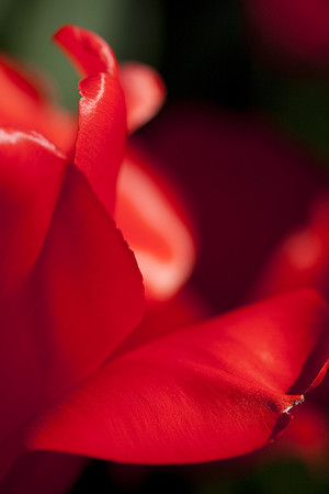 Tulip