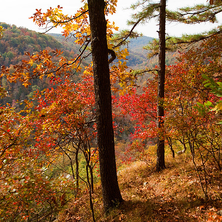 Near Hawks Bill Crag